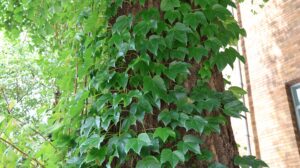 つた・つるの撤去